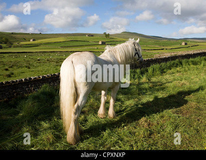 Pferde, Wagen und Ausrüstung, die Eigentum an Reisende, die Teilnahme an der jährlichen Appleby Horse fair, Cumbria Uk Stockfoto