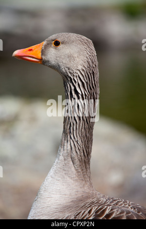 Graugans Anser Anser von Tarn Hows in Lake District National Park, Cumbria, England Stockfoto