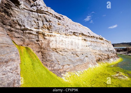 Felsen und Meer Unkraut in der Bucht Laig am Cleadale auf der Insel Eigg, Schottland, Großbritannien. Stockfoto