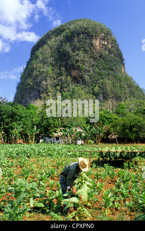 Kuba Pinar Del Rio Provinz Vinales Tal Weltkulturerbe von UNESCO-Mann in ein Tabak mit einem Mogote im Hintergrund eingereicht Stockfoto