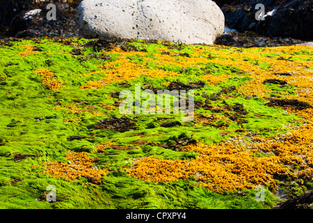 Felsen und Meer Unkraut in der Bucht Laig am Cleadale auf der Insel Eigg, Schottland, Großbritannien. Stockfoto