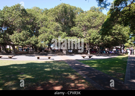 Banyan-Baum in Lahaina auf Maui. Stockfoto