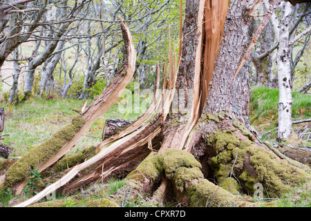 Bäume im Wald auf der Insel Eigg, die von Hurrikan geblasen wurden zwingen Winde im Dezember 2011 Stockfoto