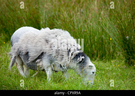 Traditionelle Herdwick Schafe warten auf Scherung und Weiden auf Rasen im Langdale in den Lake District National Park, Cumbria, UK Stockfoto