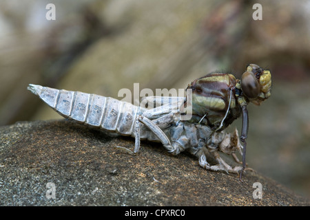 Metamorphose, Dragonfly Erwachsenen aus nymphal Haut im Osten der USA Stockfoto