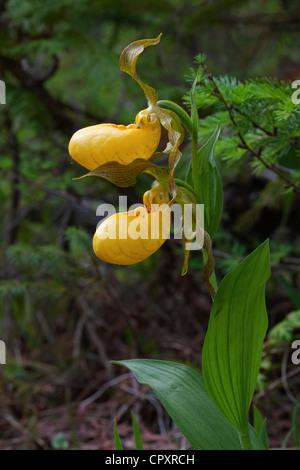 Paar der Gelbe Frauenschuh Orchidee blüht Cypripedium Calceolus Vielzahl Pubescens Michigan USA Stockfoto