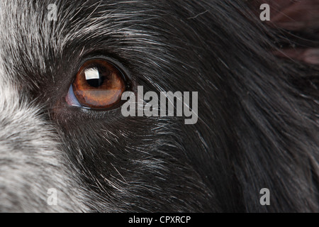 Close-up Auge von einem Border Collie Hund Stockfoto