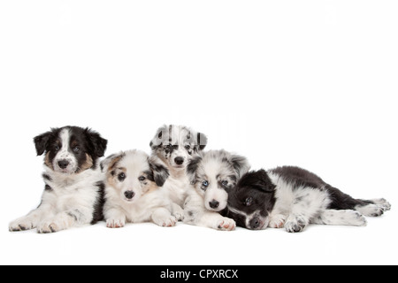 Gruppe von fünf Border-Collie-Welpen vor einem weißen Hintergrund Stockfoto