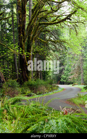 Straße durch üppigen Wald von Crescent Lake - Olympic National Park in der Nähe von Port Angeles, Washington USA Stockfoto