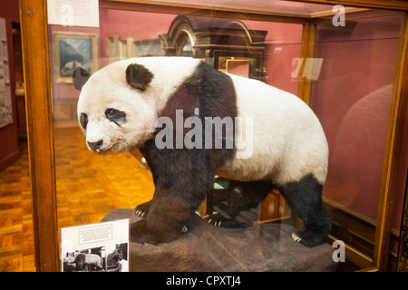 Ein viktorianisches gefüllte Riesen-Panda (Ailuropoda Melanoleuca) in ein kleines Museum im West Park, Macclesfield, Cheshire, UK. Stockfoto