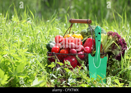 Korb voll mit Bio-Gemüse mit Schaufel auf dem grünen Rasen. Stockfoto