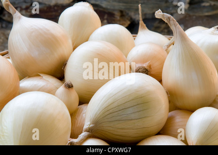 Frankreich, Gard, milde Cevennen Zwiebeln Stockfoto