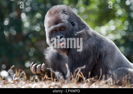 Der westliche Lowland Gorilla (Gorilla Gorilla), der in seinem natürlichen Waldhabitat in warmer Morgensonne getaucht ist: Porträtaufnahmen der Tierwelt. Stockfoto