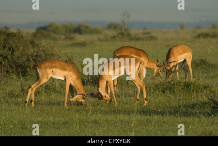 Impala Böcke sparring Stockfoto