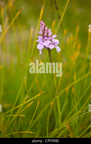 Pyramidale Wild Orchid Wildblumen, Anacamptis Pyramidalis, in der Nähe von Watendlath in Lake District National Park, Cumbria, England Stockfoto