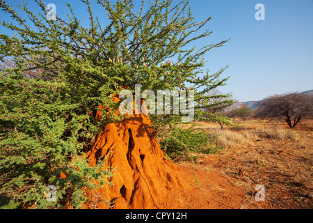 Termite Bau in Namibia Stockfoto