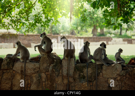Affen in Anuradhapura, Sri Lanka Stockfoto