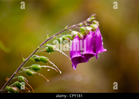 Fingerhut, Digitalis Purpurea, Wildblume an regnerischen Tag Thirlmere See in Lake District National Park, Cumbria, England Stockfoto
