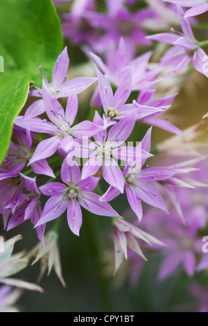 Allium unifolium Eros. Lila Rosa Blumen Zwiebeln Zierpflanzen Stockfoto