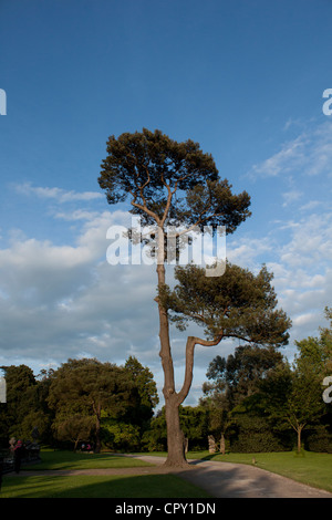 Bäume Margam Parkgrundstück und Haus Stockfoto