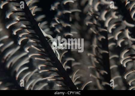 Peitschenkorallen Garnelen auf Crinoid in Bali, Indonesien Stockfoto