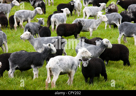 Herdwick Schafe und Lämmer auf Westhead Bauernhof von Thirlmere in Lake District National Park, Cumbria, England Stockfoto