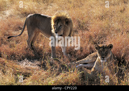 Tansania, Serengeti Nationalpark, Löwe und Löwin Stockfoto
