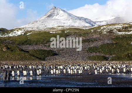 Königspinguin-Kolonie bei Salisbury Plain, Süd-Georgien Stockfoto