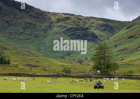 Herdwick Schafe in der Nähe von Thirlmere in Lake District National Park, Cumbria, England Stockfoto