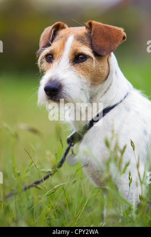 Eine junge Jack Russell Terrier an der Leine saß lange Gras Stockfoto