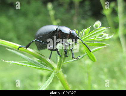 BLOODY-GEROCHENE Käfer Timarcha Tenebricosa auf Cleavers (Klettenlabkraut) Galium Aparine in Süd-England im Mai. Foto Tony Gale Stockfoto