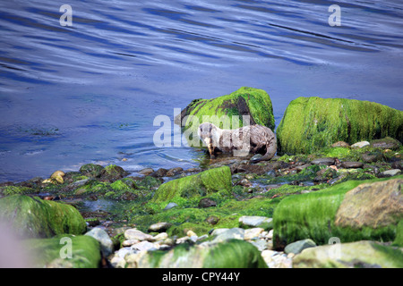 Otter, tragen einen großen Fisch im Maul am Ufer des ein Meer-See an der Westküste Schottlands Stockfoto