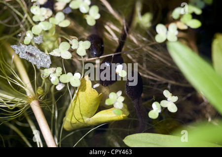 Kaulquappen der Grasfrosch - Rana Temporaria - Native, England, UK Stockfoto