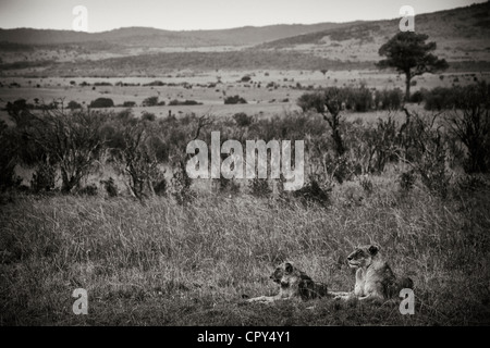Löwen in der Massai Mara, Kenia, Afrika Stockfoto