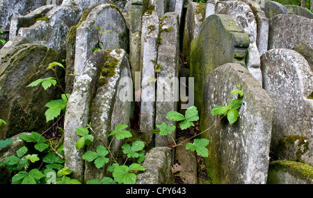 Grabsteine, die dicht gepackt runden das Thomas Hardy Baum alte St Pancras Churchyard London England Europa Stockfoto