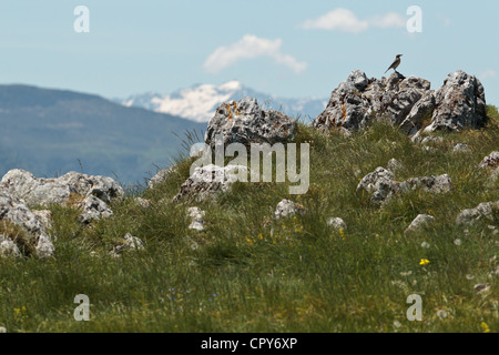 Vogel sitzend auf einem Stein in der Nähe von Col de Mente, Haute Garonne, Frankreich. Stockfoto