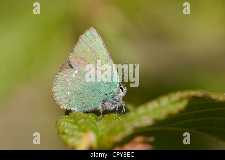 Grüner Zipfelfalter, Callophrys Rubi, Schmetterling, Dorset, Großbritannien Stockfoto