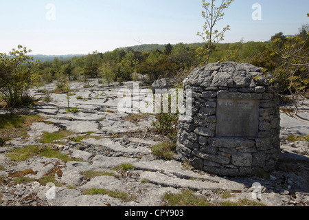 Spalten in karrenfelder Tierheim Pflanzen, Gait Barrows National Nature Reserve, UK. Stockfoto