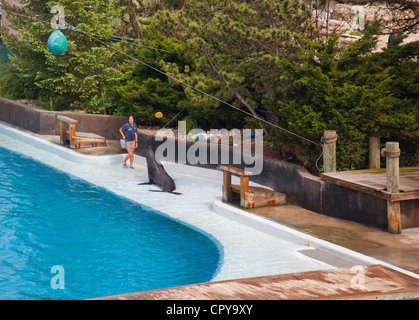 New York Aquarium in Brooklyn New York Stockfoto