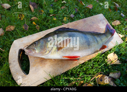 Isolierte Nahaufnahme eines 1.1 kg schweren europäischen Süßwasserbarschs ( perca fluviatilis ), Finnland Stockfoto