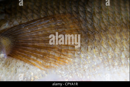 Fisch Schuppen und Haut eines 1,1 kg Süßwasser Barsch (perca Fluviatilis) Stockfoto