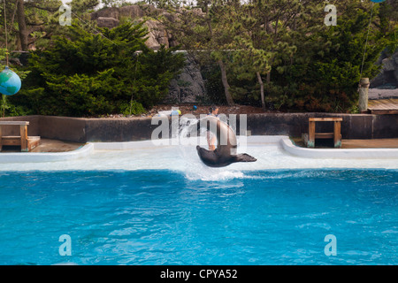 New York Aquarium in Brooklyn New York Stockfoto