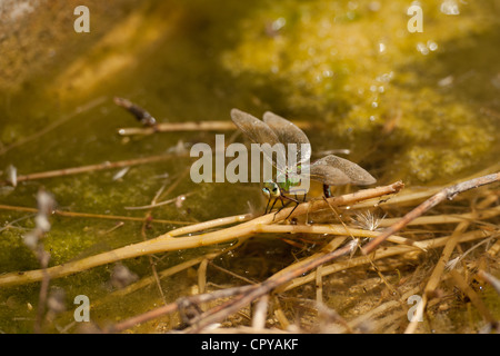 Libelle ruht auf Zweig in Fluss Stockfoto