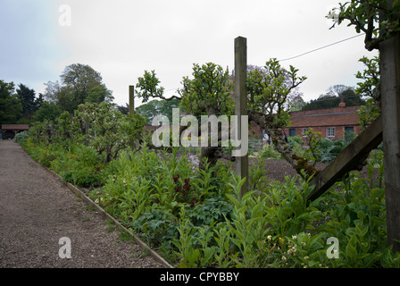 Neuem Apfelbaum wächst in einem Land ummauerten Garten Stockfoto