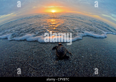 Dies ist ein Foto von Meeresschildkröten schlüpfen aus dem Sand eines Morgens nahm ich und aus ins Meer geleitet. Stockfoto