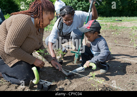 Freiwillige Pflanzen Tomaten auf D-Town Farm, eine urbane Farm in Detroit Rouge Park. Stockfoto