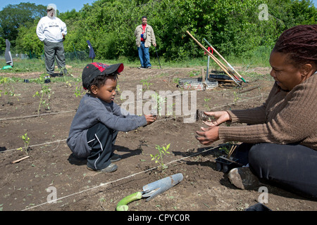 Freiwillige Pflanzen Tomaten auf D-Town Farm, eine urbane Farm in Detroit Rouge Park. Stockfoto