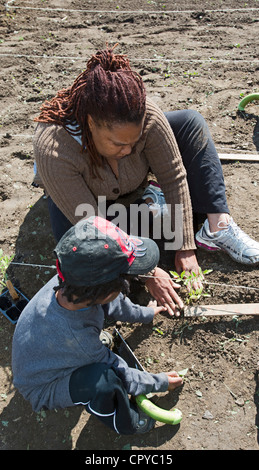 Freiwillige Pflanzen Tomaten auf D-Town Farm, eine urbane Farm in Detroit Rouge Park. Stockfoto