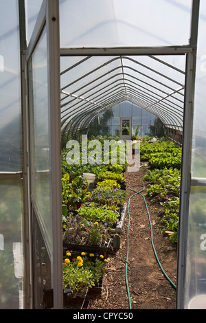 Gemüseanbau in einem Reifen-Haus am D-Town Farm, eine urbane Farm in Detroit Rouge Park. Stockfoto