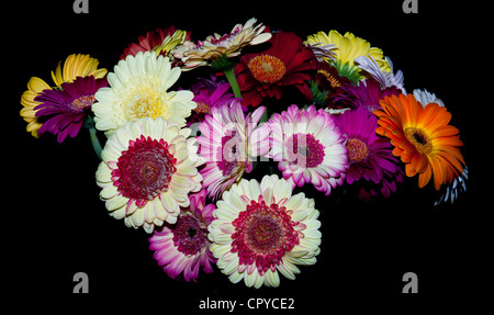 Gerbera daisies Stockfoto